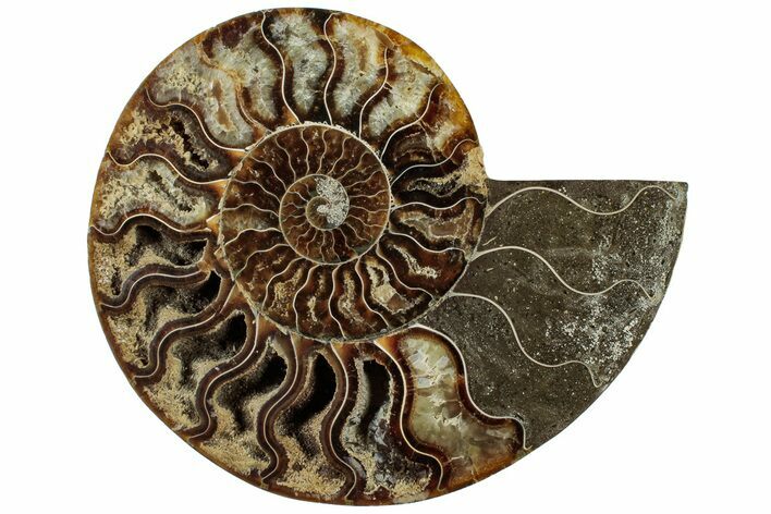 Cut & Polished Ammonite Fossil (Half) - Madagascar #310736